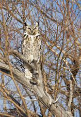Great Horned Owl