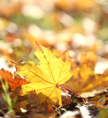 Naklejka na ściany i meble Maple leaves in park, close-up
