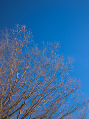 Bare trunk with branches against the blue sky