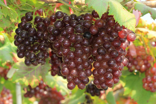 ripening red grape