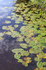 Waterlily leaves