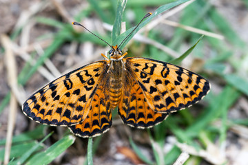 Butterfly on a flower