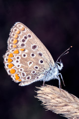 Butterfly on a flower