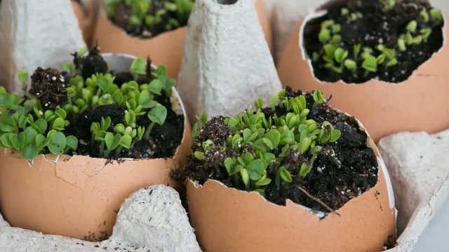 germination