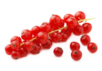 Ripe cranberry twig.