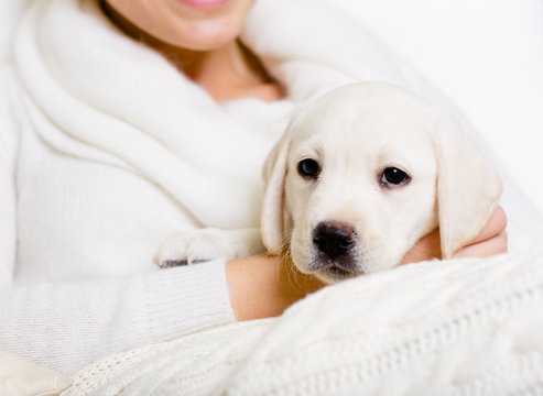 Closeup of puppy of labrador on the hands of woman