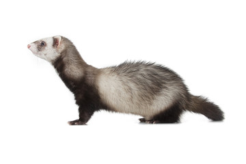young ferret