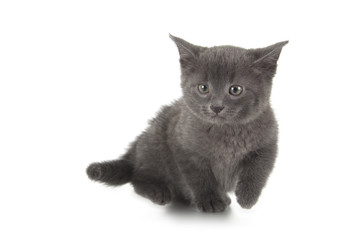 british blue shothair kitten