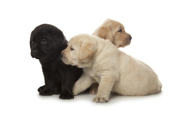 Labrador Retriever puppies