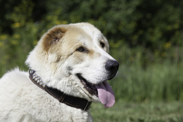 Central Asian Shepherd Dog