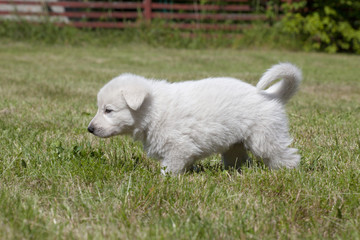 White Swiss Shepherd`s puppy