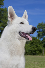 White Swiss Shepherd