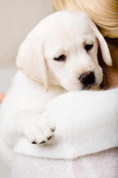 Back view of woman in white sweater embracing Labrador puppy