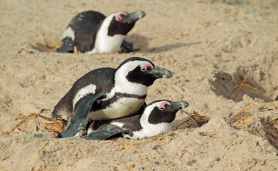 Fototapeta premium African penguins nesting in sand