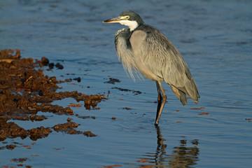 Black-headed heron
