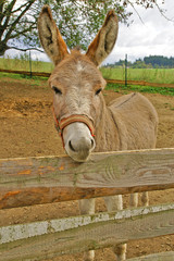 Brown donkey behind a fence on the farm