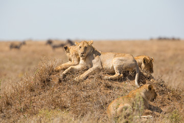 Lions pride rests in Serengeti