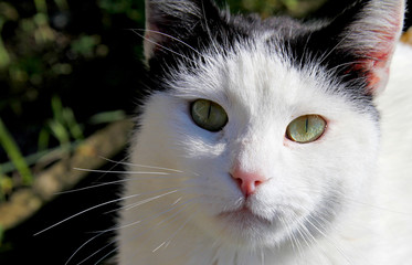 Gatto