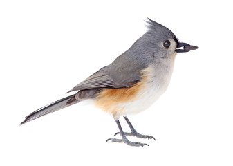 Titmouse, Baeolophus, bicolor, isolated