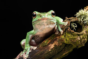 Vietnamese Blue Flying Frog