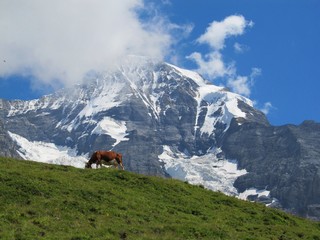 Fototapeta na wymiar Cow on the meadow in Alps