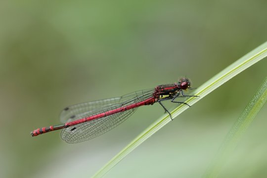 Frühe Adonislibelle / Early Adonis dragonfly