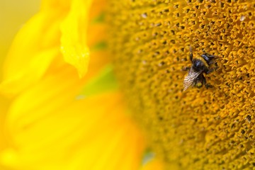 Hummel auf Sonnenblume / bumblebee on sunflower