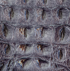 fragment of natural crocodile skin