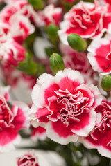 カーネーション