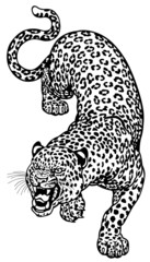 Fototapeta premium leopard black white tattoo