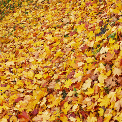 Surface covered with maple leaves