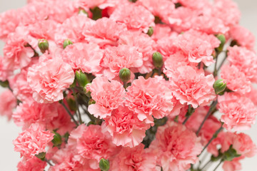 カーネーション