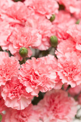 カーネーション