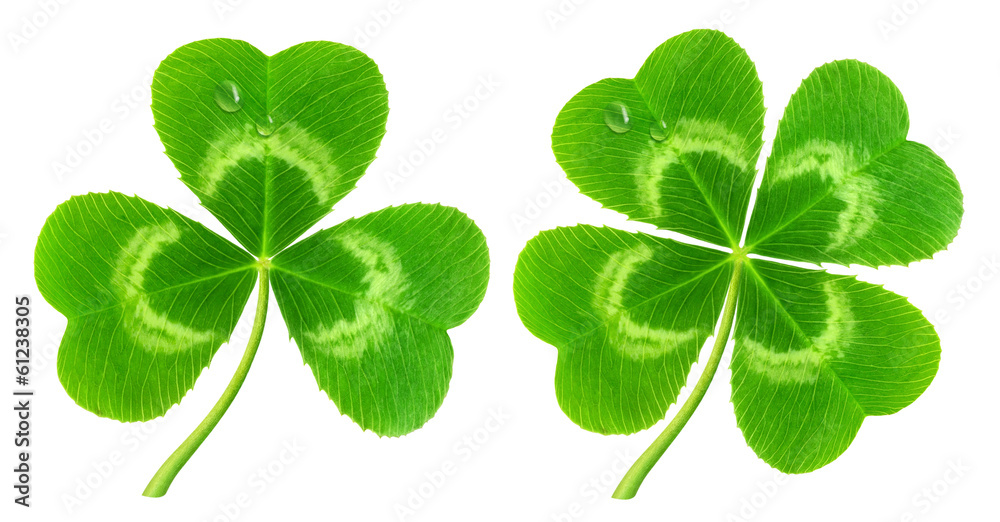 Poster isolated clover. three-leaf and four-leaf clover isolated on white (symbol of saint patrick's day)