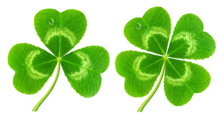 Isolated clover. Three-leaf and four-leaf clover isolated on white (symbol of Saint Patrick's day)