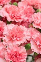 カーネーション