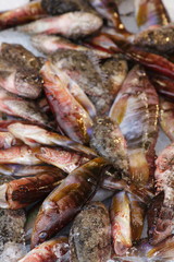 fresh fish on ice at the fishmonger