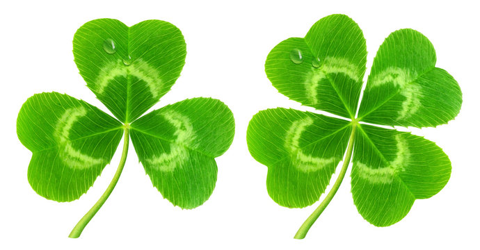 3 Leaf Clover Images – Browse 31,584 Stock Photos, Vectors, and Video