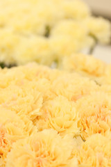 カーネーション