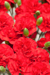 カーネーション