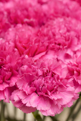 カーネーション