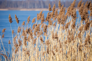 Common Reed (Phragmites) in the Pogoria III lake, Poland. © Curioso.Photography