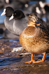 Wild Mallard ducks sitting in lake ice.