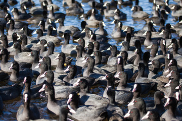 flock of coots ( fulica atra ) on frozen lake