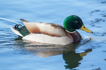 Obraz premium Canard colvert sur l'étang