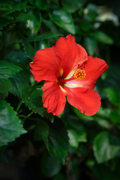 red Hibiscus flower in garden