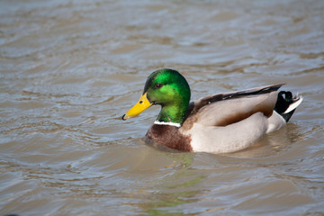 Canard colvert sur l'étang