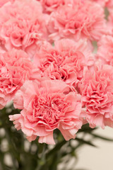 カーネーション