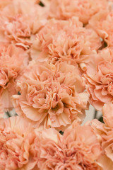 カーネーション