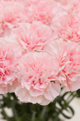 カーネーション